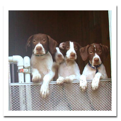 Puppies at kennel door
