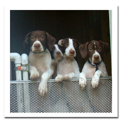 Liver and white Pointer pups