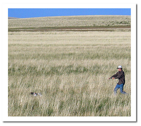 Jimmy working dog on checkcord in Montana