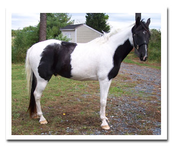 photo of spotted saddle horse
